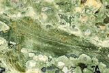 Polished Rainforest Jasper (Rhyolite) Slab - Australia #208180-1